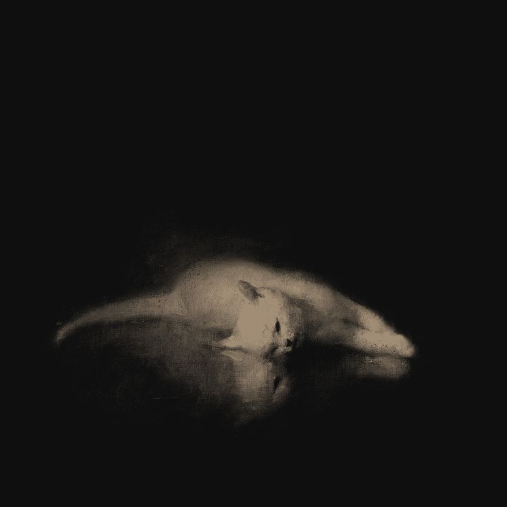 cat lying